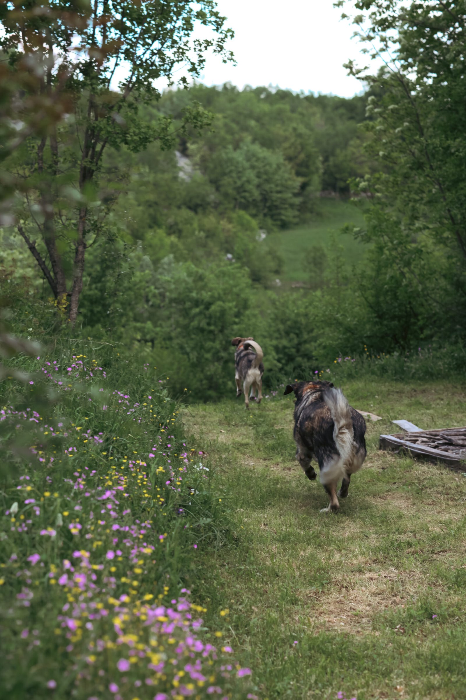 dogs-enjoying-nature-gea-retreat-montenegro