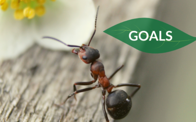 The Development Goals of GEA Retreat Montenegro