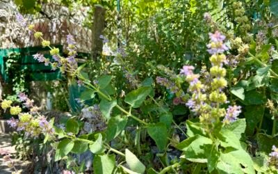 The Forgotten Language of Plants – The Symbolism & Energetics of Herbs