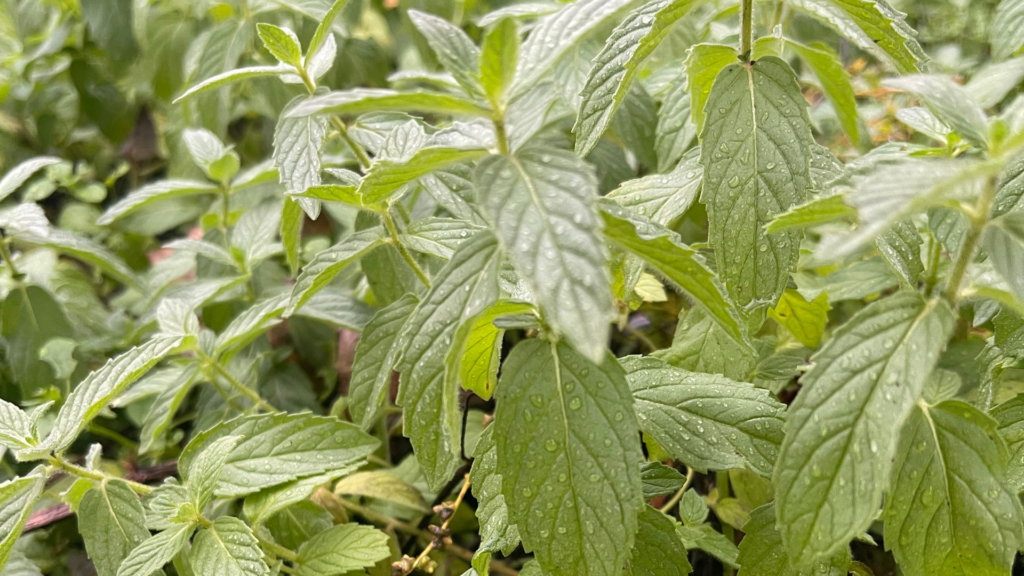mint-gea-retreat-montenegro