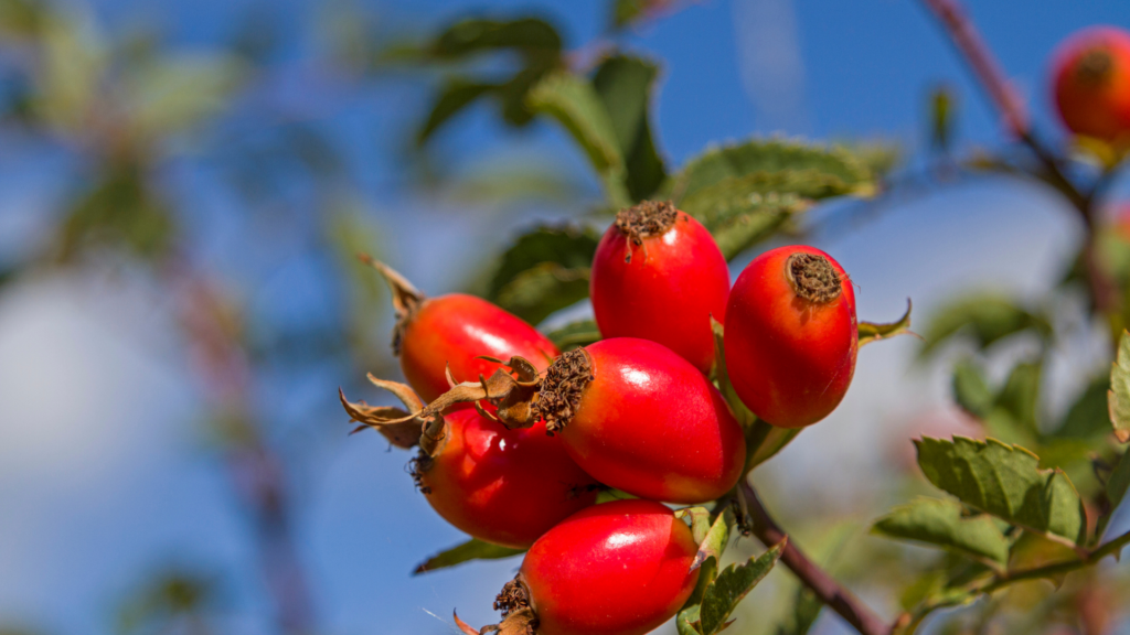rosehip-gea-retreat-montenegro