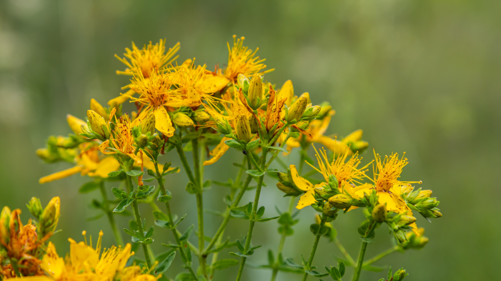 saint-johns-wort-gea-retreat-montenegro