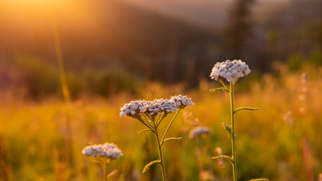 yarrow-gea-retreat-montenegro